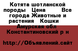 Котята шотланской породы › Цена ­ 40 - Все города Животные и растения » Кошки   . Амурская обл.,Константиновский р-н